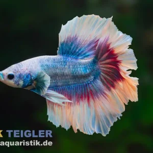 Super-Preis Halfmoon Kampffisch Mask Blue, Männchen, Betta splendens
